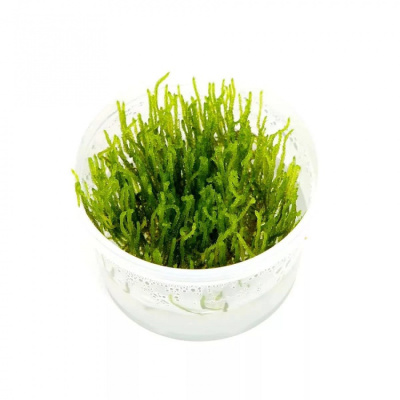 Мох пламя (меристемное растение)